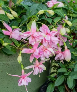 Pink Galore Fuchsia Live Plant – 6