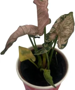 Pink Godzilla Arrowhead Plant - Syngonium Live Plant - 2 inch Pot - Indoor - Image 2