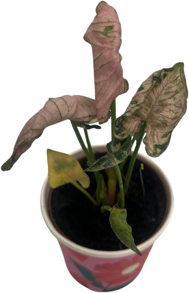 Pink Godzilla Arrowhead Plant - Syngonium Live Plant - 2 inch Pot - Indoor - Image 2