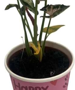 Pink Godzilla Arrowhead Plant - Syngonium Live Plant - 2 inch Pot - Indoor - Image 3