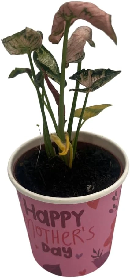 Pink Godzilla Arrowhead Plant - Syngonium Live Plant - 2 inch Pot - Indoor - Image 3