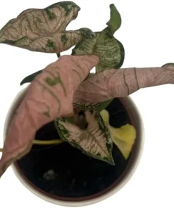 Pink Godzilla Arrowhead Plant - Syngonium Live Plant - 2 inch Pot - Indoor - Image 4