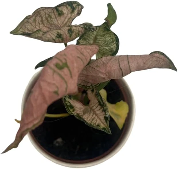 Pink Godzilla Arrowhead Plant - Syngonium Live Plant - 2 inch Pot - Indoor - Image 4