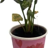 Pink Godzilla Arrowhead Plant - Syngonium Live Plant - 2 inch Pot - Indoor - Image 1