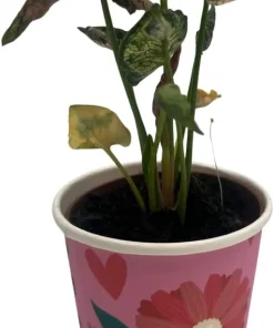 Pink Godzilla Arrowhead Plant - Syngonium Live Plant - 2 inch Pot - Indoor - Image 1