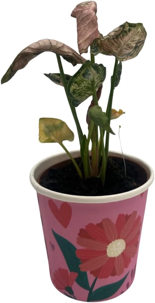 Pink Godzilla Arrowhead Plant - Syngonium Live Plant - 2 inch Pot - Indoor - Image 1