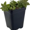 Pink Granite Sedeveria Live Plant - 2.5" Pot Succulent - Indoor/Outdoor - Image 1