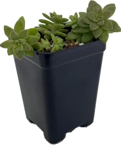 Pink Granite Sedeveria Live Plant - 2.5" Pot Succulent - Indoor/Outdoor - Image 1