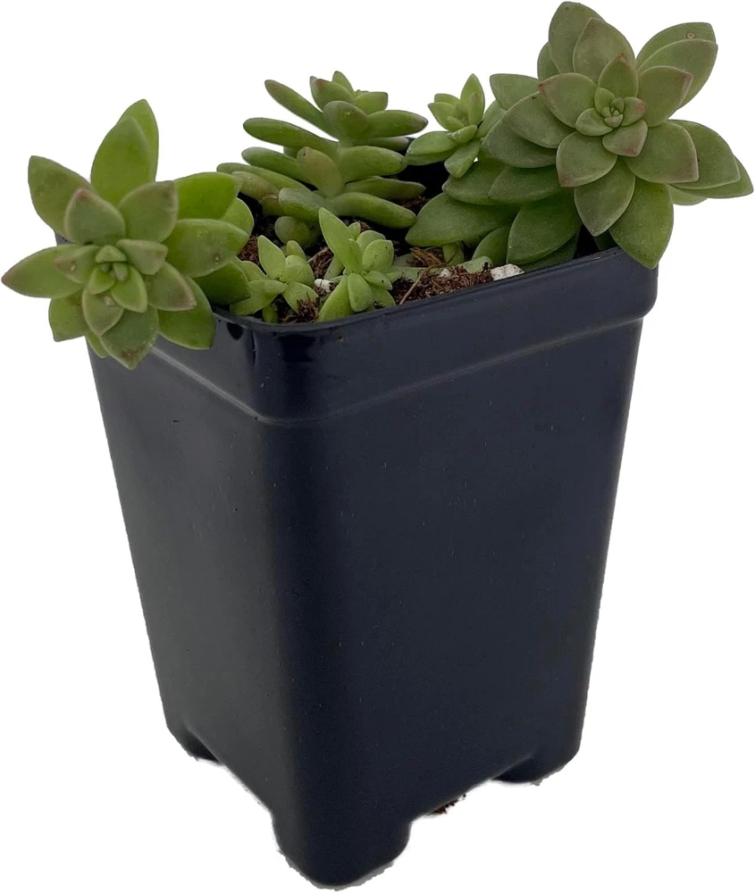 Pink Granite Sedeveria Live Plant - 2.5" Pot Succulent - Indoor/Outdoor - Image 1