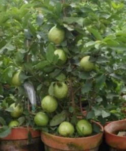 Pink Guava Fruit Tree Live Plant – 5-8 inches Tall – Tropical - Image 10