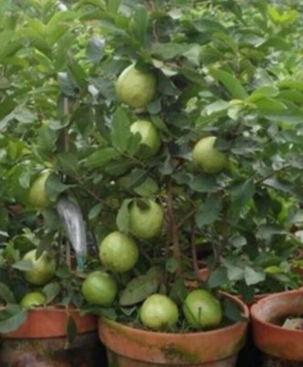 Pink Guava Fruit Tree Live Plant – 5-8 inches Tall – Tropical - Image 10