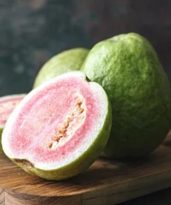 Pink Guava Fruit Tree Live Plant – 5-8 inches Tall – Tropical - Image 11