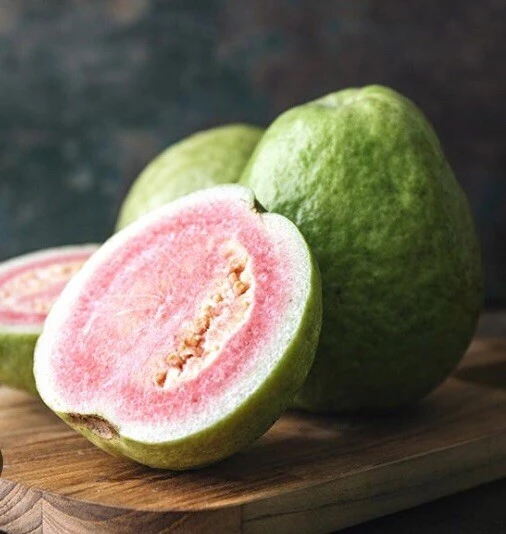 Pink Guava Fruit Tree Live Plant – 5-8 inches Tall – Tropical - Image 11