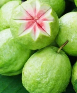 Pink Guava Fruit Tree Live Plant – 5-8 inches Tall – Tropical - Image 2