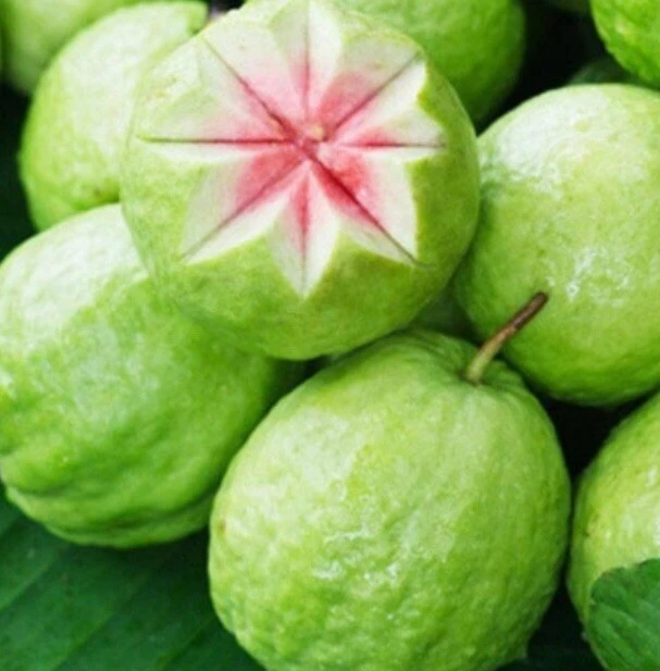 Pink Guava Fruit Tree Live Plant – 5-8 inches Tall – Tropical - Image 2
