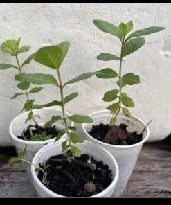 Pink Guava Fruit Tree Live Plant – 5-8 inches Tall – Tropical - Image 4