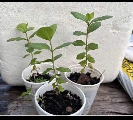 Pink Guava Fruit Tree Live Plant – 5-8 inches Tall – Tropical - Image 4