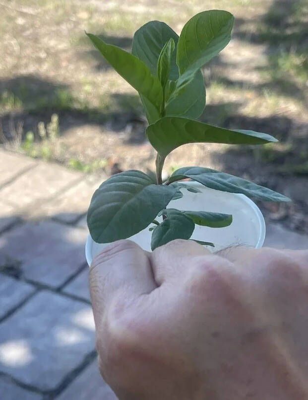 Pink Guava Fruit Tree Live Plant – 5-8 inches Tall – Tropical - Image 5