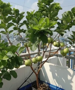 Pink Guava Fruit Tree Live Plant – 5-8 inches Tall – Tropical - Image 6