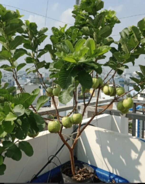 Pink Guava Fruit Tree Live Plant – 5-8 inches Tall – Tropical - Image 6