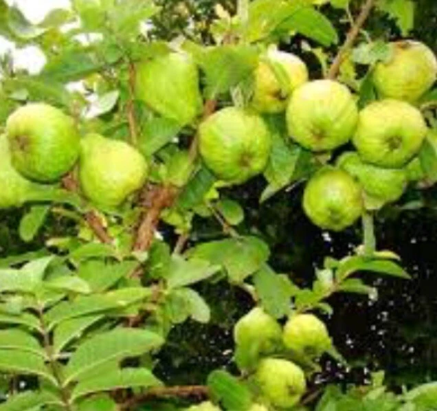 Pink Guava Fruit Tree Live Plant – 5-8 inches Tall – Tropical - Image 7
