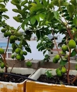 Pink Guava Fruit Tree Live Plant – 5-8 inches Tall – Tropical - Image 8
