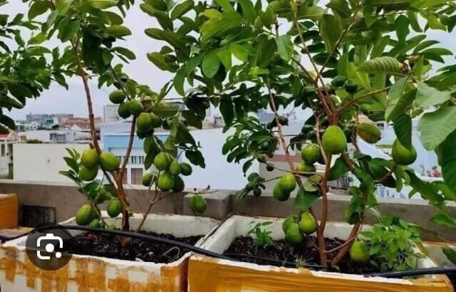 Pink Guava Fruit Tree Live Plant – 5-8 inches Tall – Tropical - Image 8