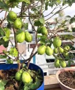 Pink Guava Fruit Tree Live Plant – 5-8 inches Tall – Tropical - Image 9