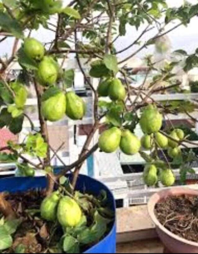 Pink Guava Fruit Tree Live Plant – 5-8 inches Tall – Tropical - Image 9