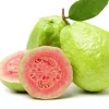 Pink Guava Fruit Tree Live Plant – 5-8 inches Tall – Tropical - Image 1