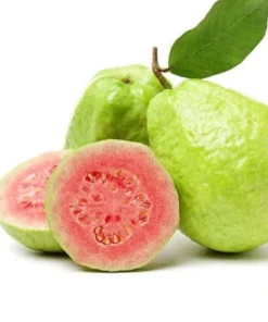 Pink Guava Fruit Tree Live Plant – 5-8 inches Tall – Tropical - Image 1
