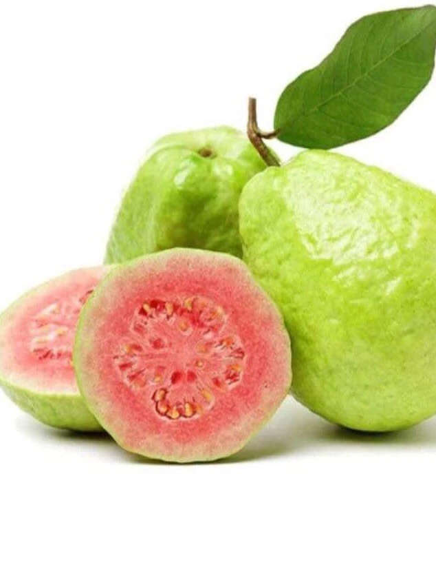 Pink Guava Fruit Tree Live Plant – 5-8 inches Tall – Tropical - Image 1