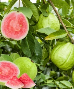 Pink Guava Tree Live Plant - 6-8 Inch Tall in 4 Inch Pot - Outdoor - Image 2