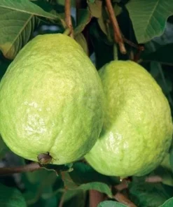 Pink Guava Tree Live Plant - 6-8 Inch Tall in 4 Inch Pot - Outdoor - Image 3