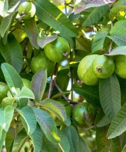 Pink Guava Tree Live Plant - 6-8 Inch Tall in 4 Inch Pot - Outdoor - Image 4