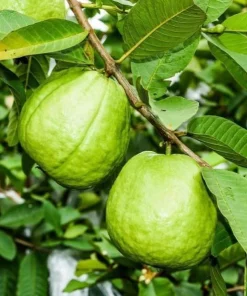 Pink Guava Tree Live Plant - 6-8 Inch Tall in 4 Inch Pot - Outdoor - Image 5
