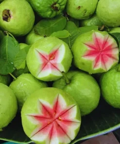 Pink Guava Tree Live Plant - 6-8 Inch Tall in 4 Inch Pot - Outdoor - Image 6