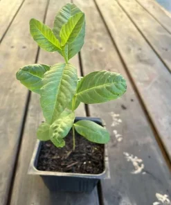 Pink Guava Tree Live Plant - 6-8 Inch Tall in 4 Inch Pot - Outdoor - Image 7