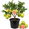 Pink Guava Tree Live Plant - 6-8 Inch Tall in 4 Inch Pot - Outdoor - Image 1