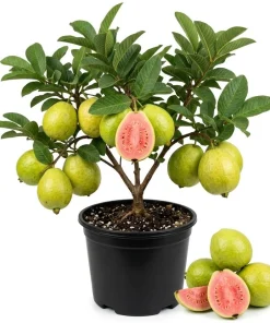 Pink Guava Tree Live Plant - 6-8 Inch Tall in 4 Inch Pot - Outdoor - Image 1