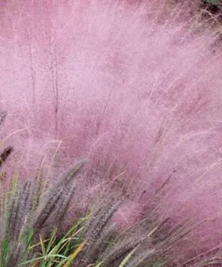 Pink Gulf Muhly Grass Live Plant, Muhlenbergia capillaris Ornamental Grass, 1 Gallon Pot - Image 2