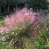 Pink Gulf Muhly Grass Live Plant, Muhlenbergia capillaris Ornamental Grass, 1 Gallon Pot - Image 1