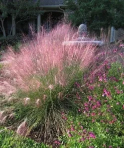 Pink Gulf Muhly Grass Live Plant, Muhlenbergia capillaris Ornamental Grass, 1 Gallon Pot - Image 1