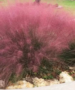 Pink Gulf Muhly Grass Live Plant, Muhlenbergia capillaris Ornamental Grass, 1 Gallon Pot - Image 3
