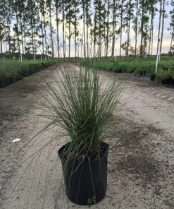 Pink Gulf Muhly Grass Live Plant, Muhlenbergia capillaris Ornamental Grass, 1 Gallon Pot - Image 4