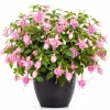 Pink Hardy Fuchsia Live Plant – 4-6 inch Tall, 6 inch Pot – Outdoor Flower - Image 1
