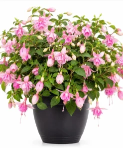 Pink Hardy Fuchsia Live Plant – 4-6 inch Tall, 6 inch Pot – Outdoor Flower - Image 1