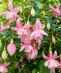 Pink Hardy Fuchsia Live Plant – 4-6 inch Tall, 6 inch Pot – Outdoor Flower - Image 3