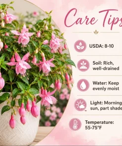 Pink Hardy Fuchsia Live Plant – 4-6 inch Tall, 6 inch Pot – Outdoor Flower - Image 4
