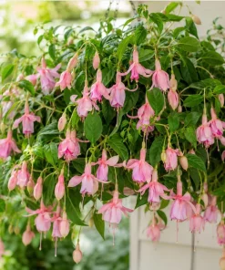 Pink Hardy Fuchsia Live Plant – 4-6 inch Tall, 6 inch Pot – Outdoor Flower - Image 5